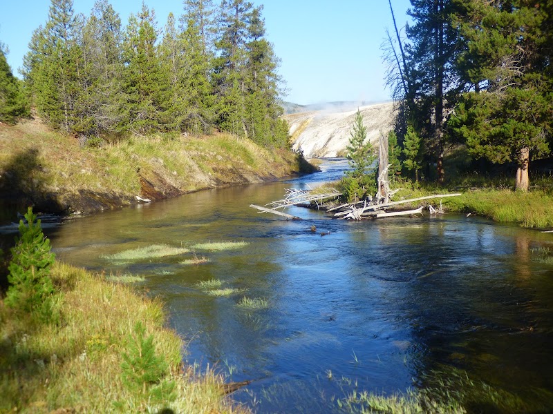Calm river winds through a pine forest beside Observation Point Trailhead in Yellowstone National Park, with fallen logs across the water.