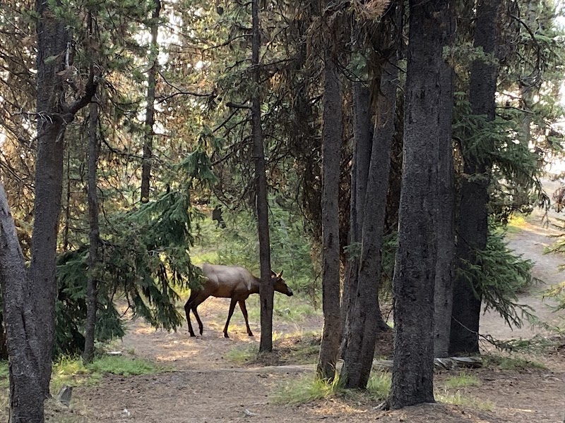 Yellowstone National Park campground forest with tall pines and a brown elk grazing along a dirt trail.