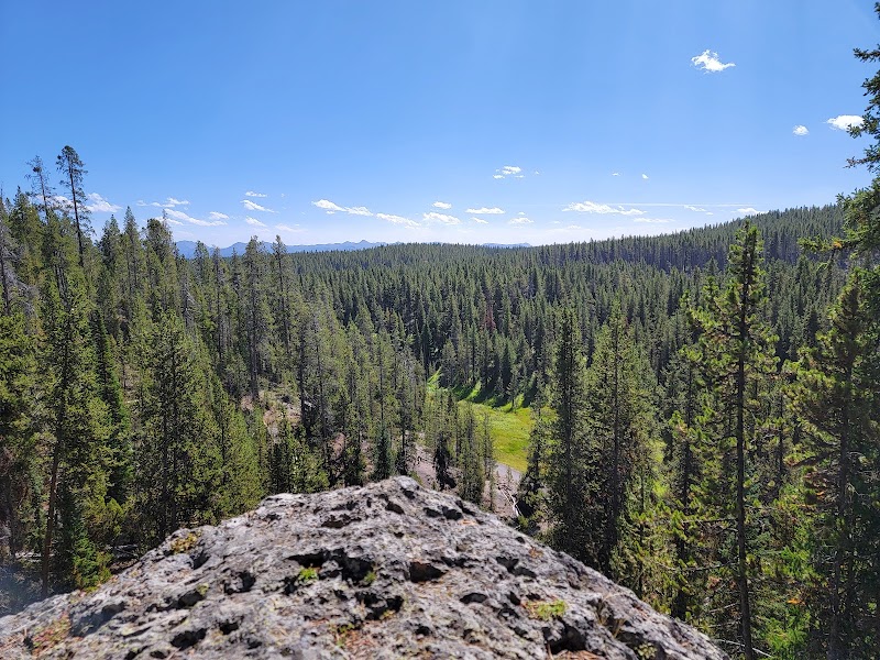 Overlook shows a dense pine forest stretching across a grassy valley with distant mountains under a bright blue sky in Yellowstone National Park.