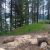 Emery Bay Campground site along a lake in Glacier National Park with tall pines and a dirt clearing.