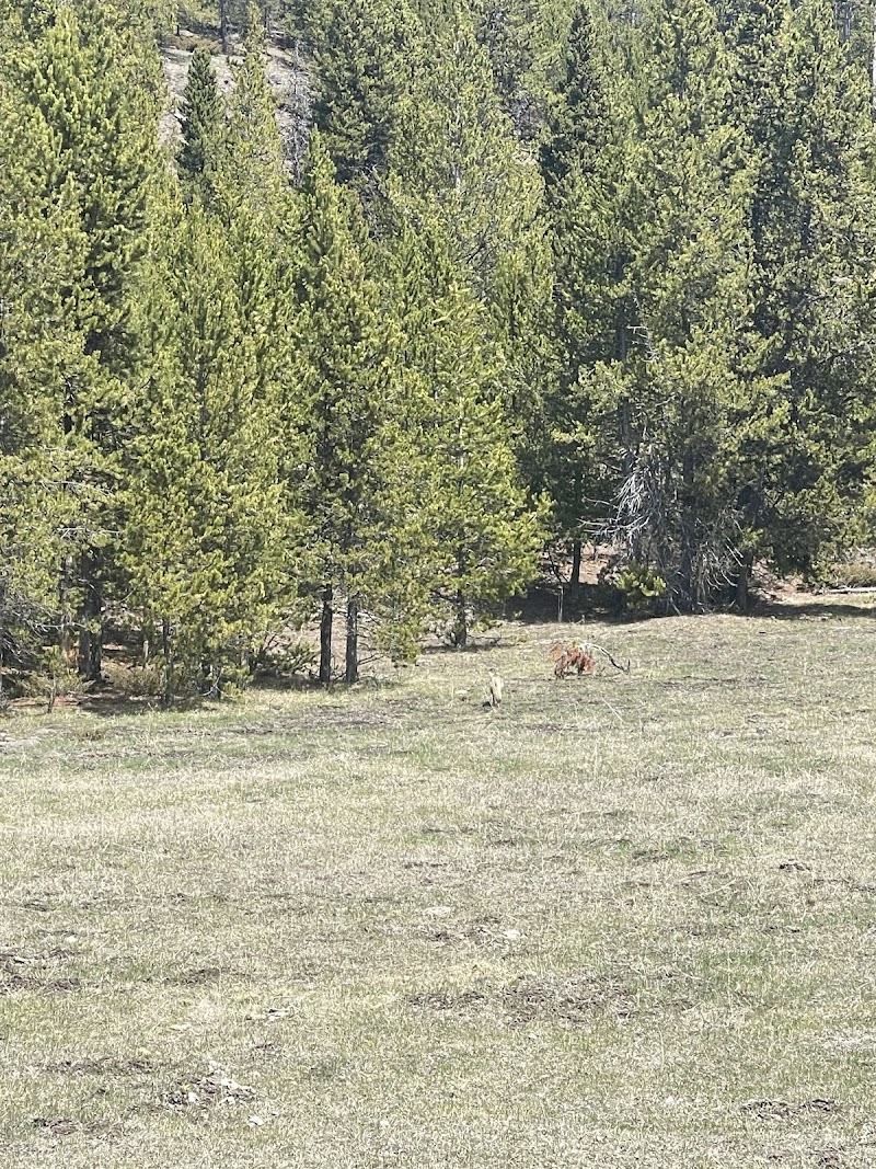 Meadow at Purple Mountain Trailhead, Yellowstone National Park, with pines along the edge and two grazing animals in distance.