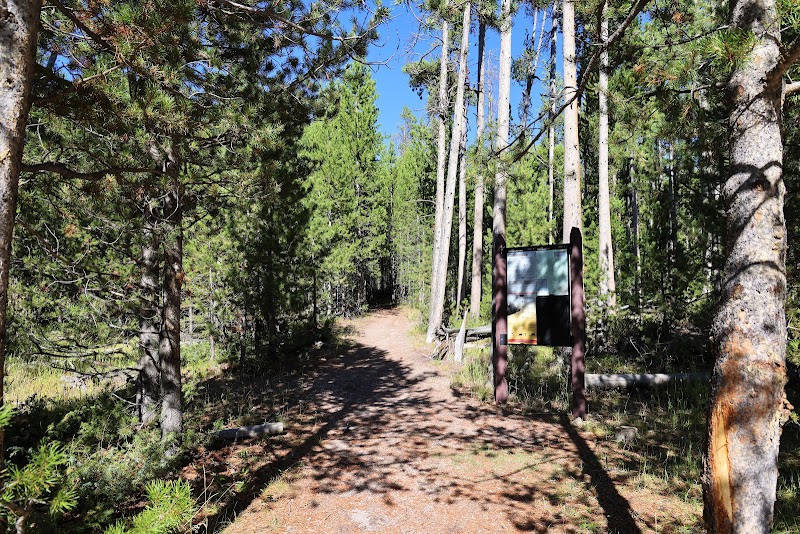 Sunlit dirt trail winds through pine and aspen in Yellowstone National Park, with a wooden trailhead sign along the path.