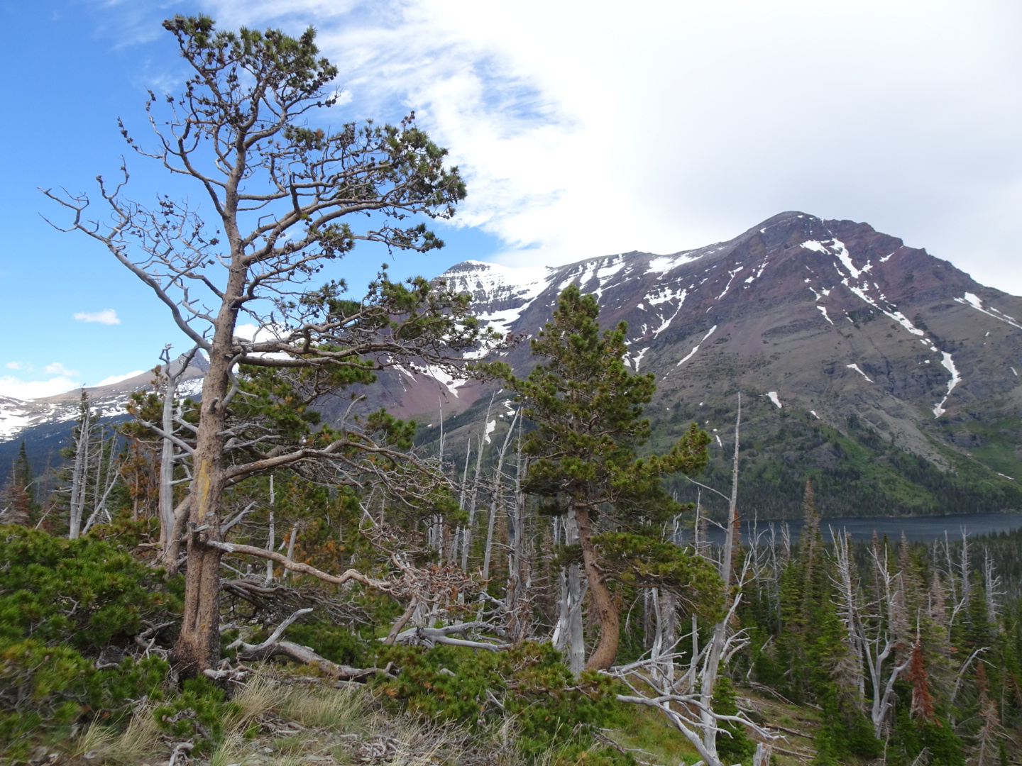 Aster Park Overlook at Glacier National Park offers a view of snow-dusted peaks above a forested valley.