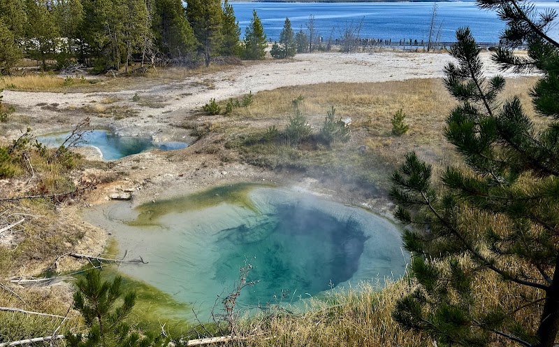 Turquoise geothermal pools with gentle steam rise over grassy terrain fringed by pines, in Yellowstone National Park.