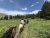 Horseback riders traverse a grassy Yellowstone National Park trail beneath blue skies and pine trees.