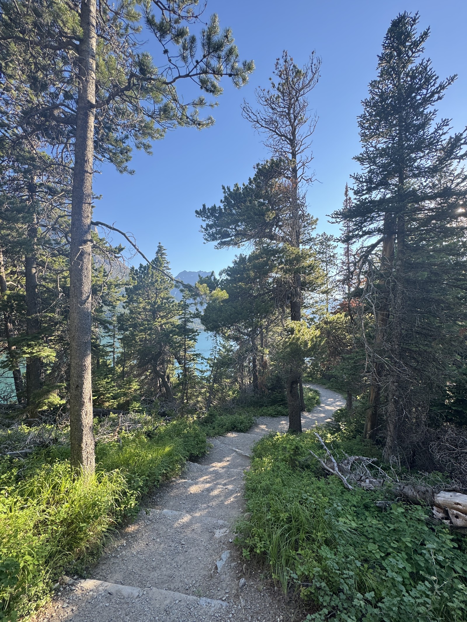 Rising Sun picnic area trail in Glacier National Park winds through pine trees toward a distant lake under a clear blue sky.