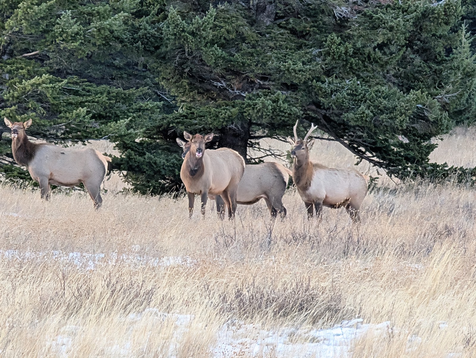Elk herd at Rising Sun Picnic Area in Glacier National Park, grazing among tall grasses with evergreen trees in the background.