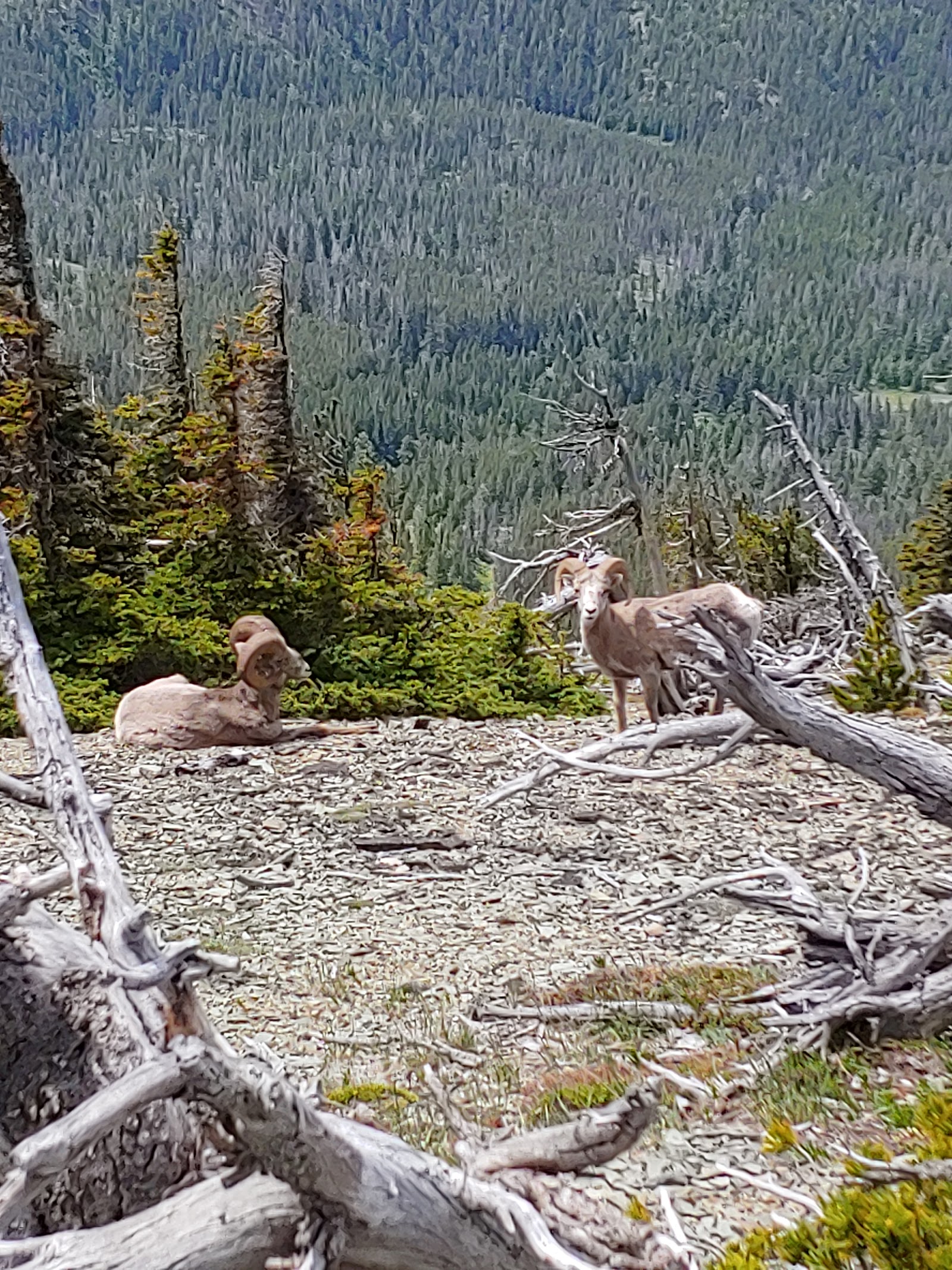 Elk Mountain overlook in Glacier National Park with two elk resting on a rocky, wind-swept summit.