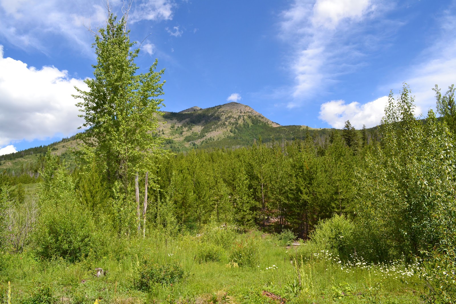 Elk Mountain rises behind a meadow and forested hillside in Glacier National Park, captured in bright summer light.