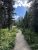 Aster Falls trail winds through evergreen forest in Glacier National Park, with a distant snow-capped peak visible.
