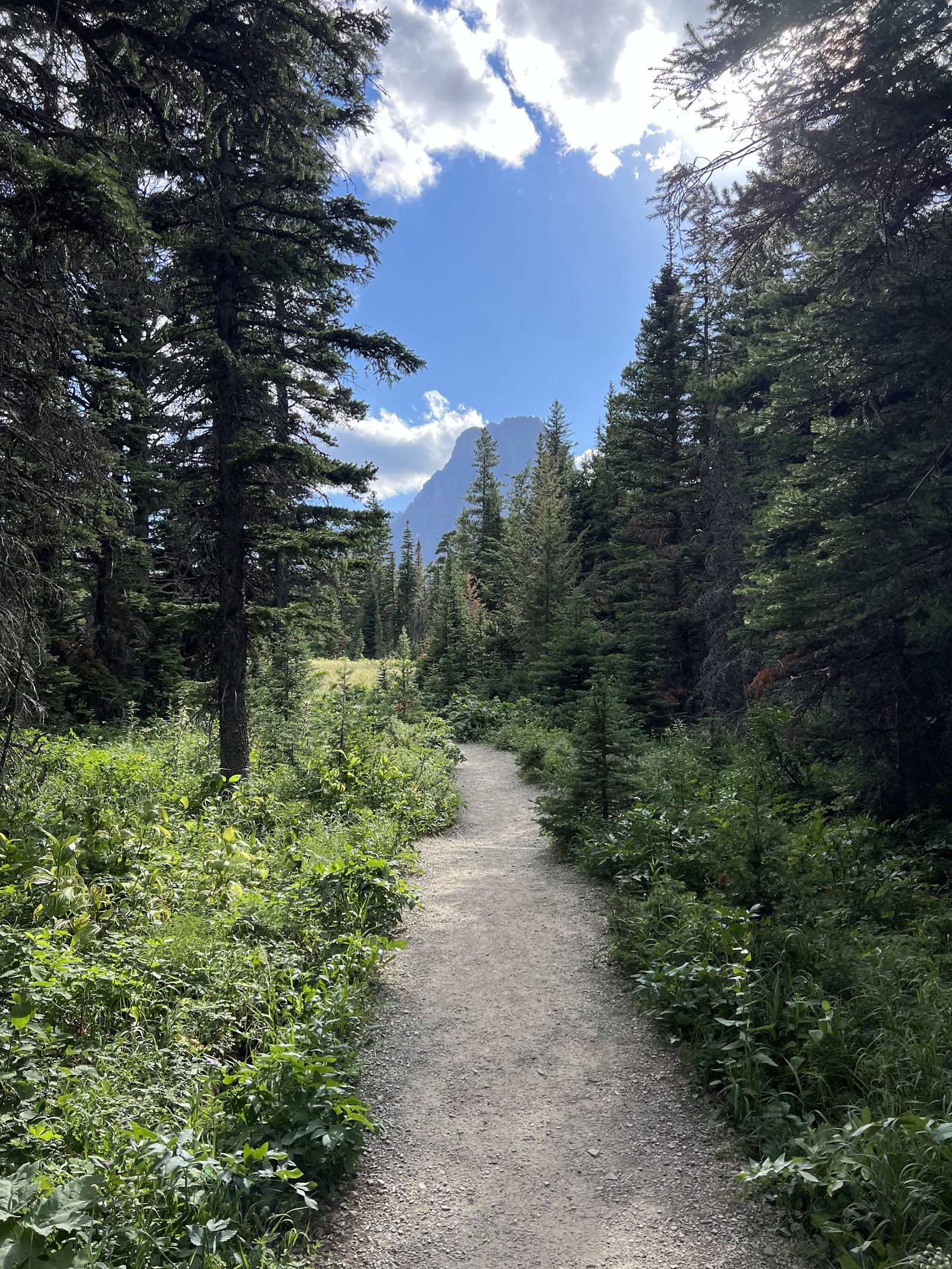 Aster Falls trail winds through evergreen forest in Glacier National Park, with a distant snow-capped peak visible.