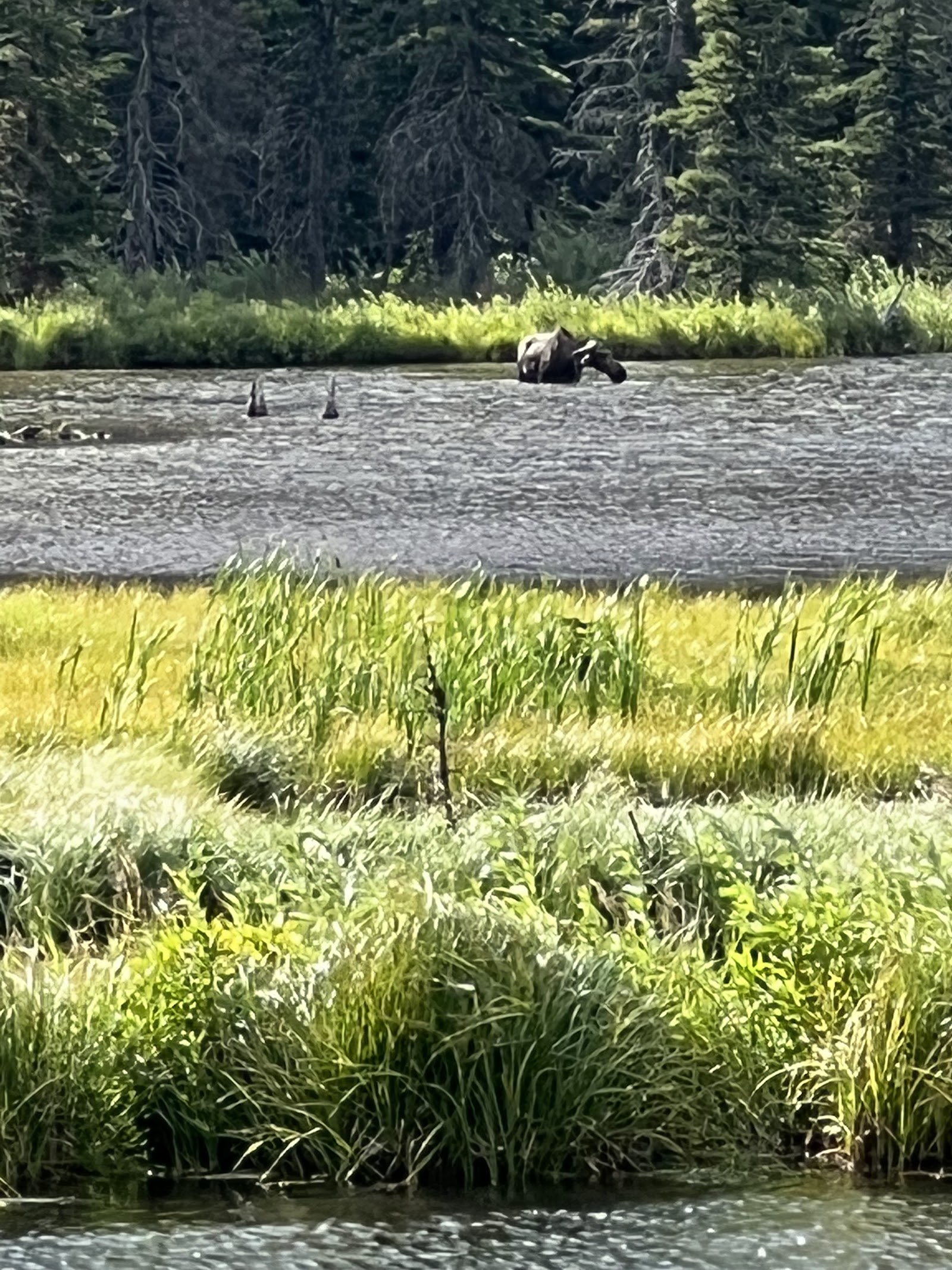 Aster Falls in Glacier National Park flows beside a grassy wetland with pine forest backdrop.