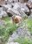 Marmot sits among jagged rocks near Sheepeater Cliff in Yellowstone National Park.