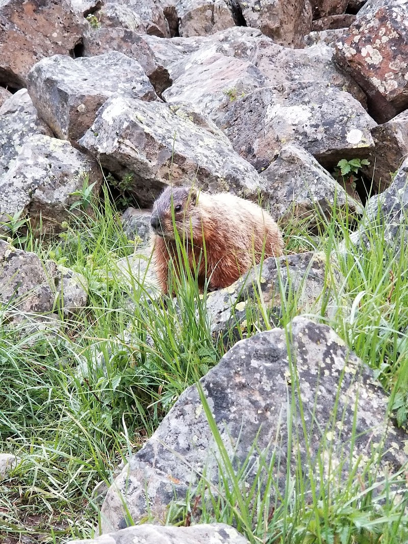 A brown marmot sits among gray rocks and tall green grass in a rocky Yellowstone National Park landscape.
