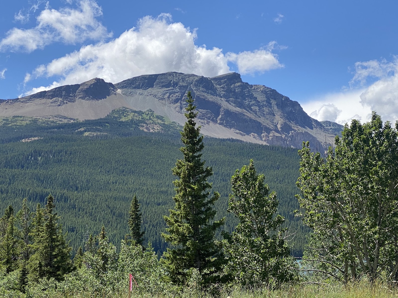 Running Eagle Falls Nature Trail leads through evergreen forest toward a waterfall in Glacier National Park.