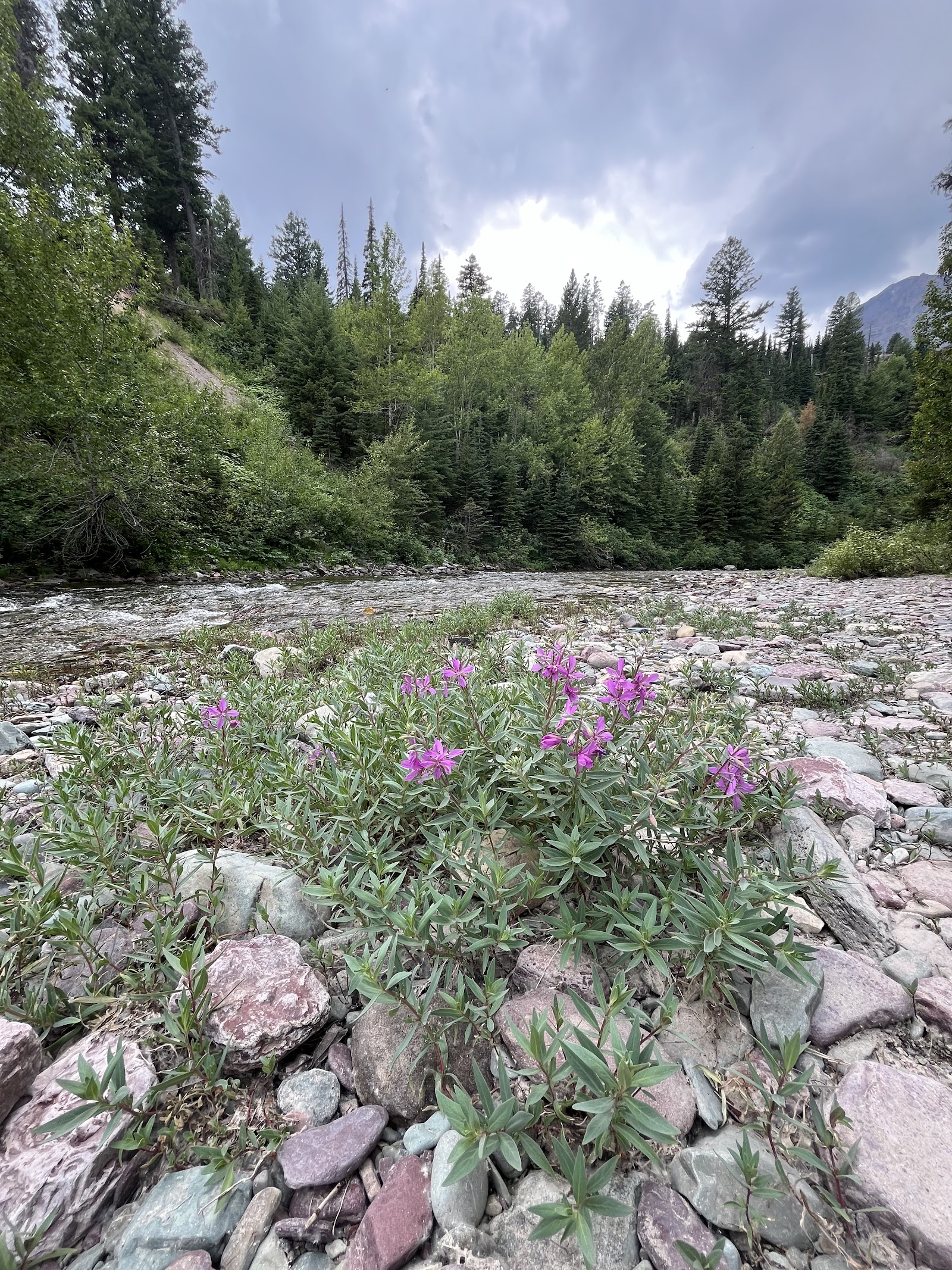 Running Eagle Falls Nature Trail at Glacier National Park winds along rocky riverbanks with pink wildflowers in bloom.