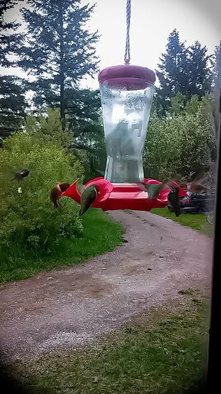 Red hummingbird feeder hangs from a rope above a gravel trail, flanked by green shrubs and tall pines in Glacier National Park.