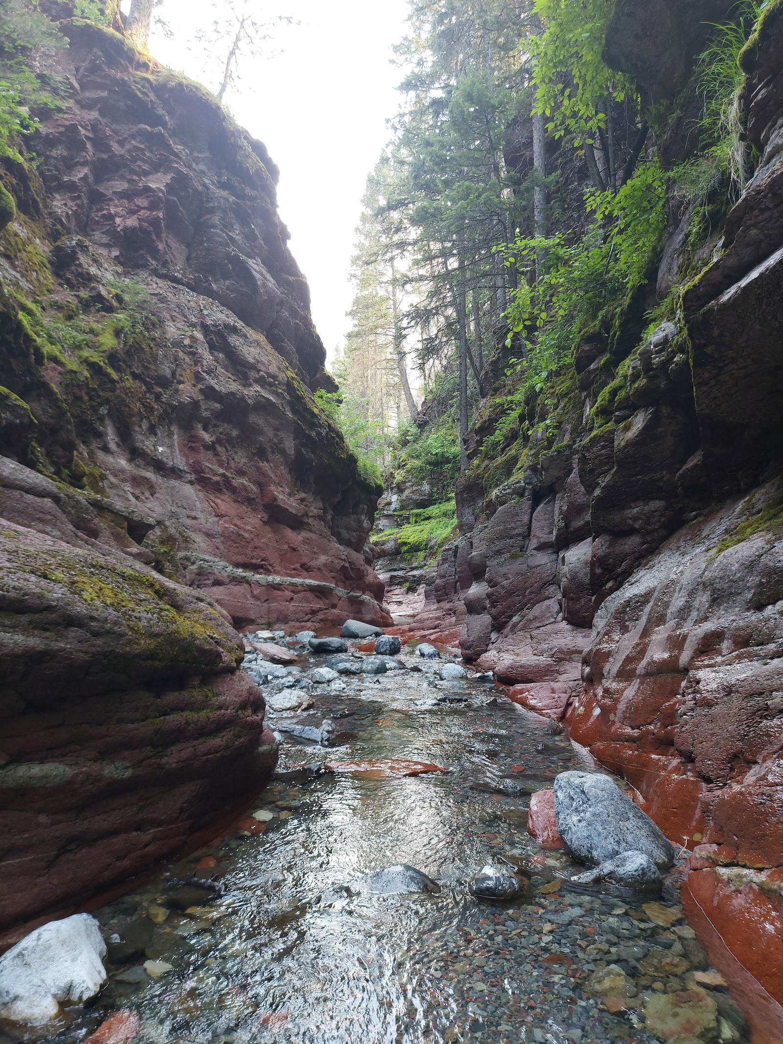 Red Rock Canyon in Glacier National Park showcases towering mossy red rock walls and a shallow, clear stream.