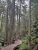 Trail of the Cedars Nature Trailhead winds along a wooden boardwalk through towering cedar trees in Glacier National Park.