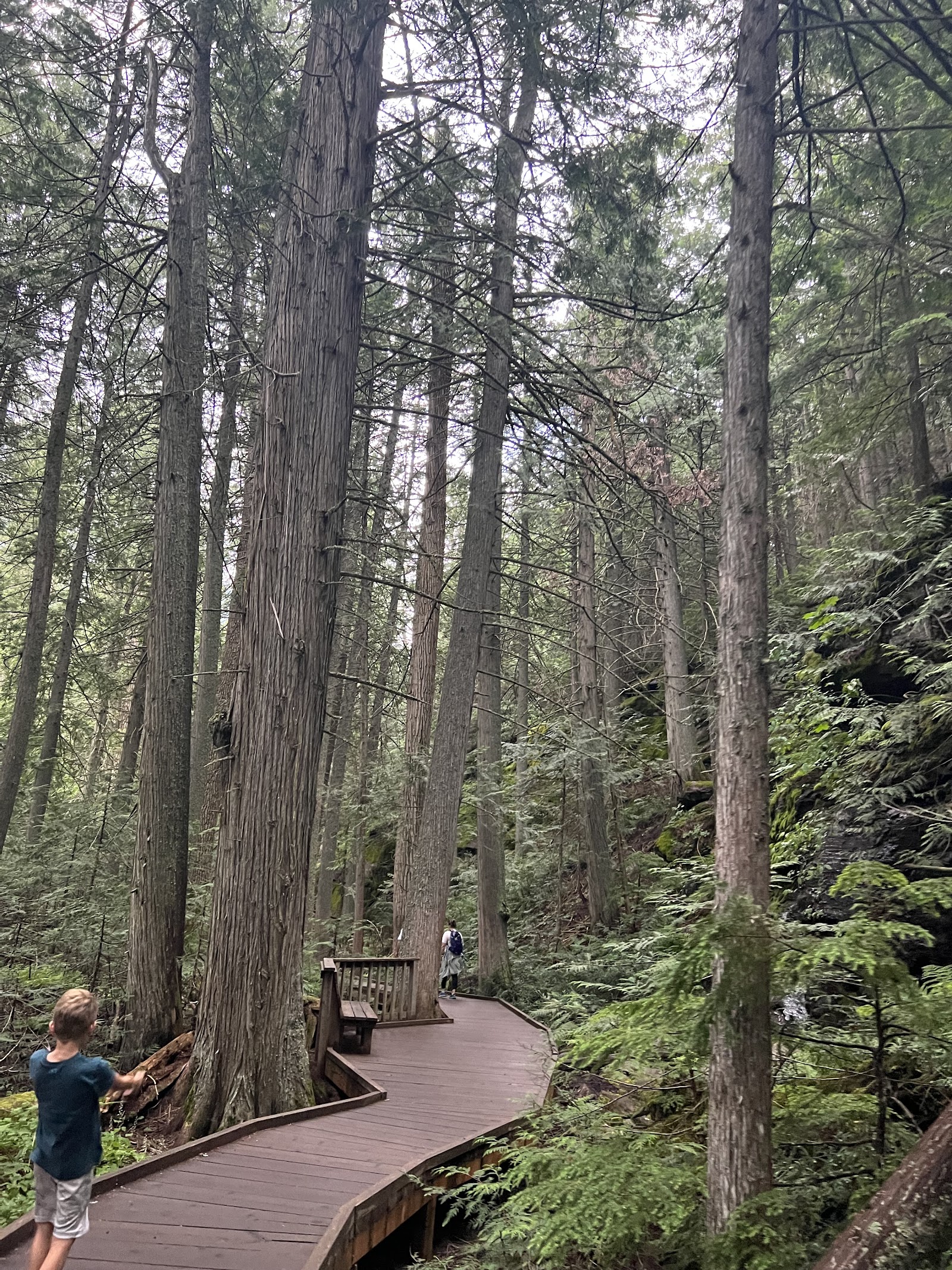 Trail of the Cedars Nature Trailhead winds along a wooden boardwalk through towering cedar trees in Glacier National Park.
