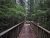 Trail of the Cedars Nature Trailhead wooden boardwalk winds through a lush Glacier National Park forest.