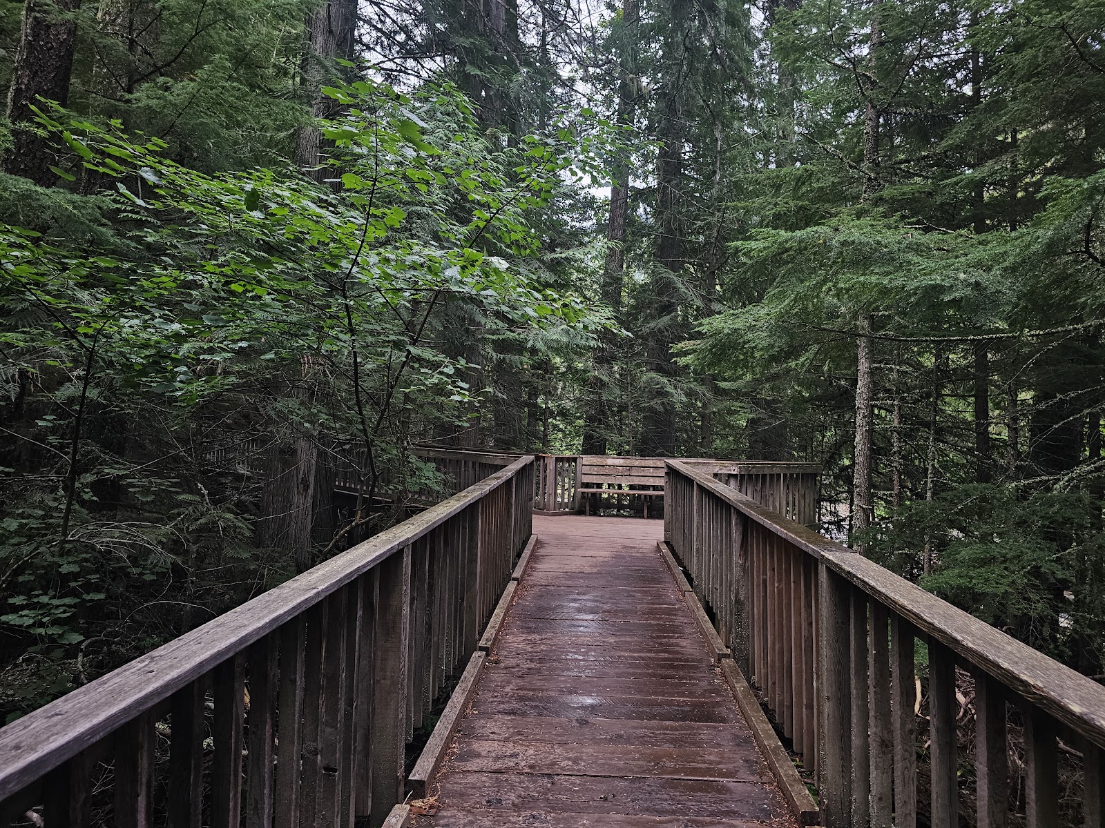 Trail of the Cedars Nature Trailhead wooden boardwalk winds through a lush Glacier National Park forest.