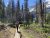 Grinnell Lake trail winds through forest toward snow-capped peaks in Glacier National Park on a sunny day.
