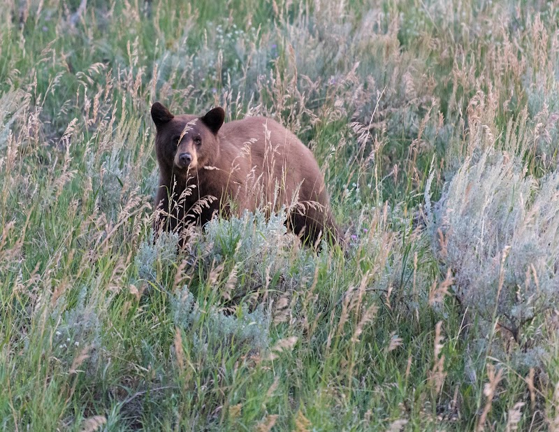Brown bear stands in tall grasses near Harlequin Lake Trailhead, Yellowstone National Park, among sagebrush.