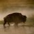 A lone bison plows through shallow, misty water amid grassy marshes at Yellowstone National Park.