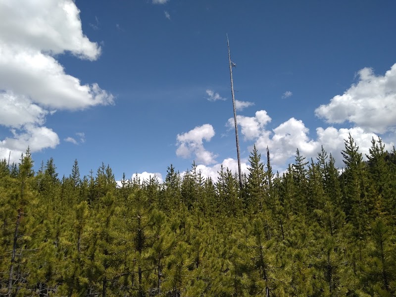 Dense evergreen pines under a bright blue sky with fluffy clouds; a tall bare dead tree rises above the forest, Yellowstone National Park.