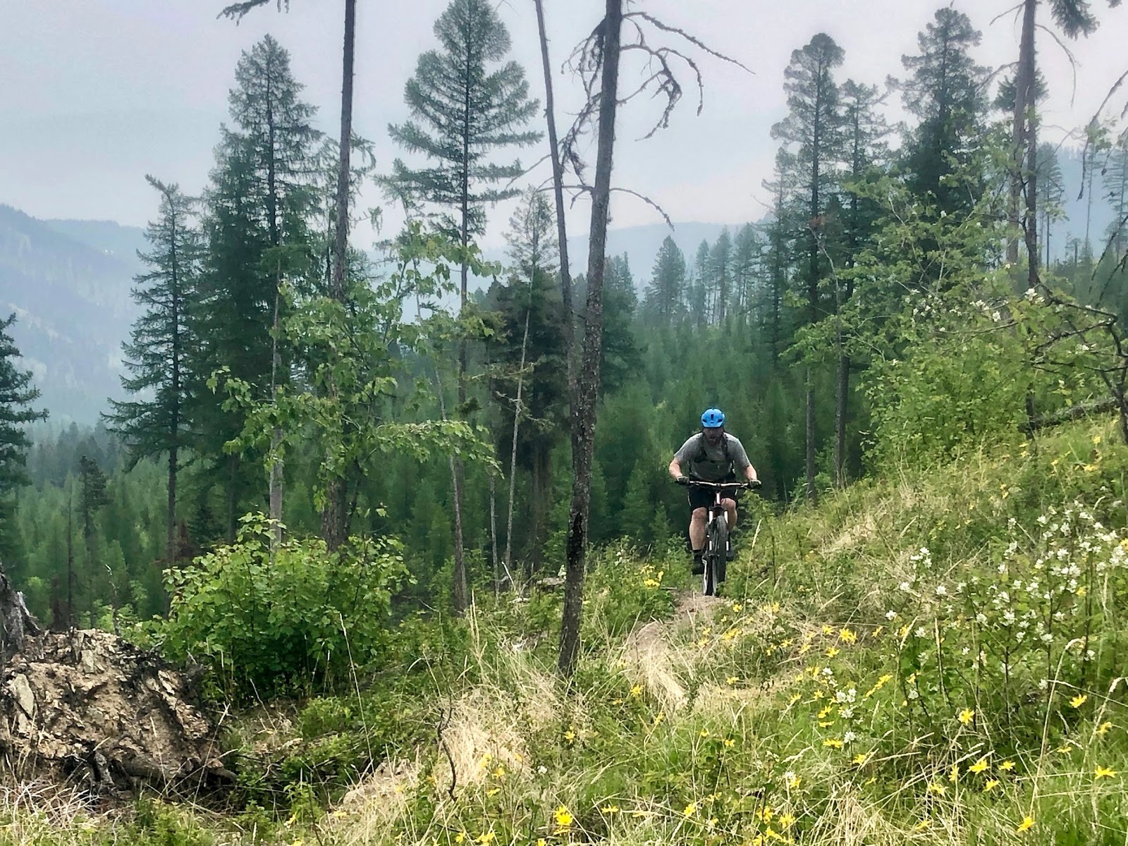 Forest trail in Glacier National Park with a cyclist wearing a blue helmet riding a bike among trees and wildflowers.