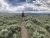 Hiker in a red shirt and backpack walks a dirt trail through sagebrush and wildflowers toward distant mountains in Yellowstone National Park.
