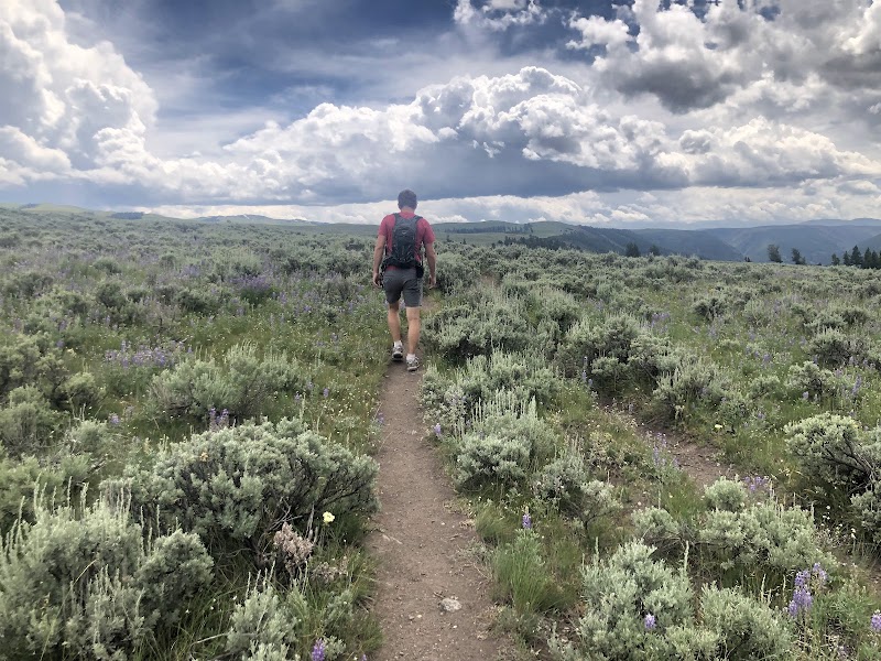 Hiker in a red shirt and backpack walks a dirt trail through sagebrush and wildflowers toward distant mountains in Yellowstone National Park.