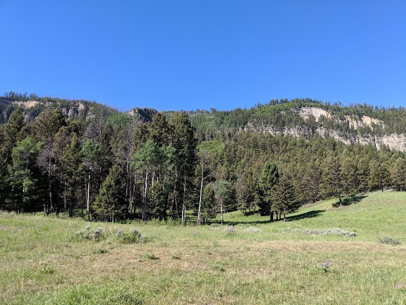 Yellowstone National Park meadow with pine trees, grassy field, and a forested hillside with rocky cliffs under blue sky.