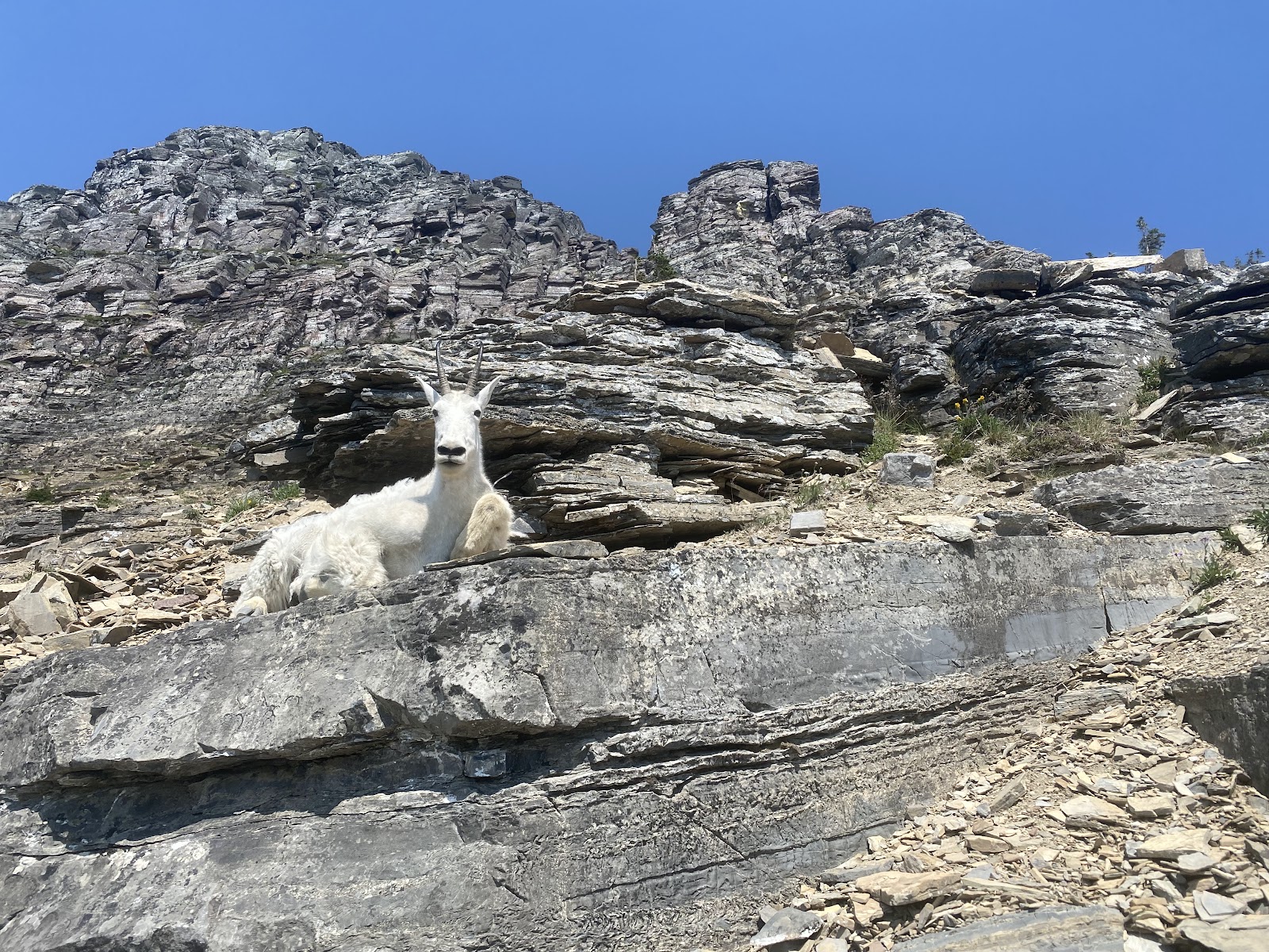 Grinnell Glacier Overlook in Glacier National Park showcases rugged layered rock walls with a distant glacier.