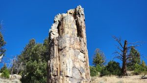 Petrified Tree