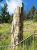 Petrified tree trunk with cracked, layered bark stands near a metal railing in Yellowstone National Park.