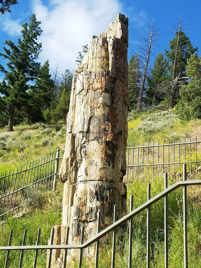 Petrified tree trunk with cracked, layered bark stands near a metal railing in Yellowstone National Park.