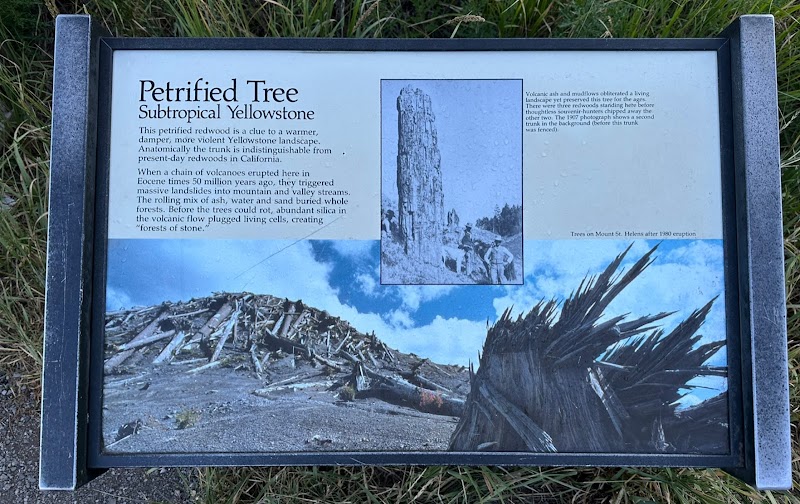 Signboard at Yellowstone National Park describing the Petrified Tree, featuring a large image of fallen petrified wood under a blue sky.