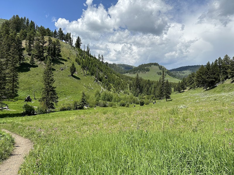 Grassy valley with a dirt trail winding through pines, rolling hills and a blue sky in Yellowstone National Park.