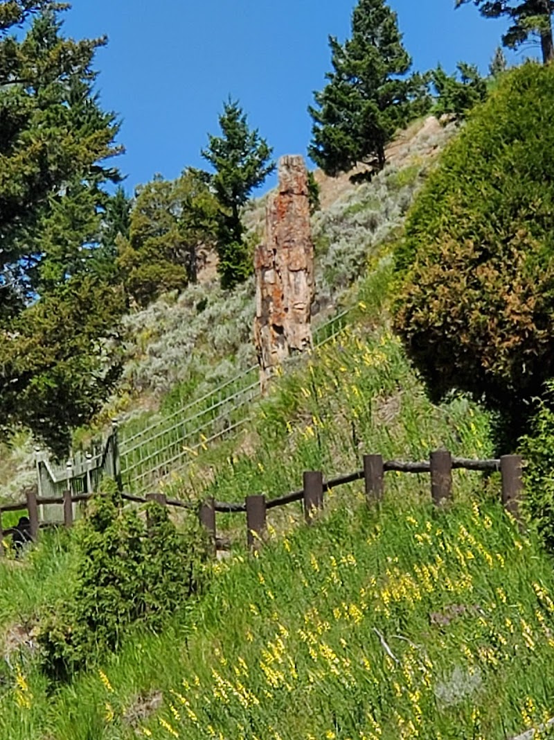 Petrified tree pillar on a grassy hillside with yellow wildflowers, evergreens, and a wooden fence in Yellowstone National Park.