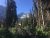 Florence Falls framed by towering pines with snow-capped peaks visible in Glacier National Park.