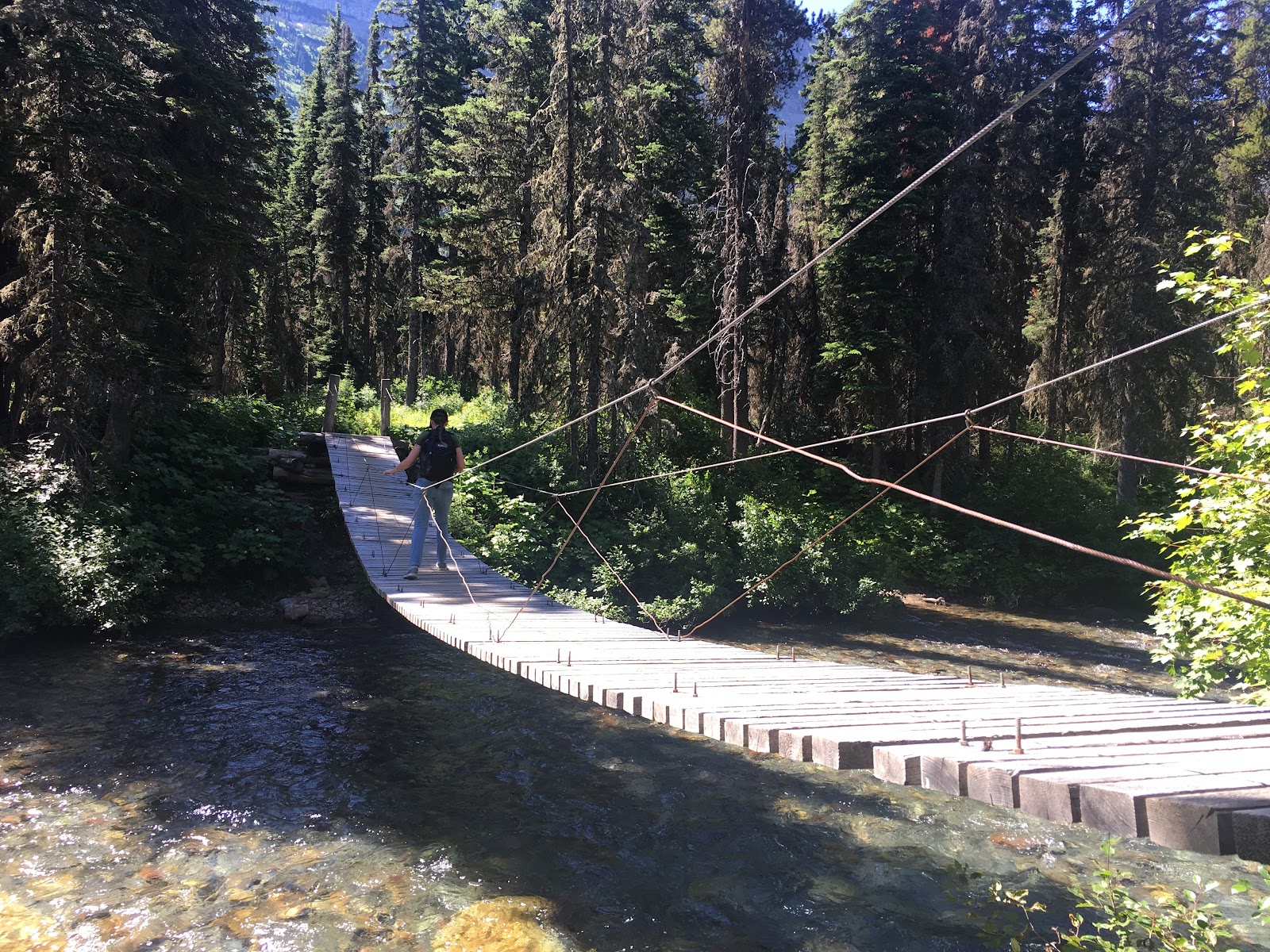 Florence Falls suspension bridge crosses a clear river through a dense evergreen forest in Glacier National Park