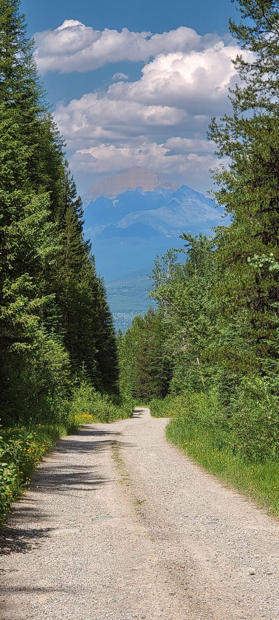 Kintla Peak rises beyond a gravel trail, framed by evergreen trees in Glacier National Park.
