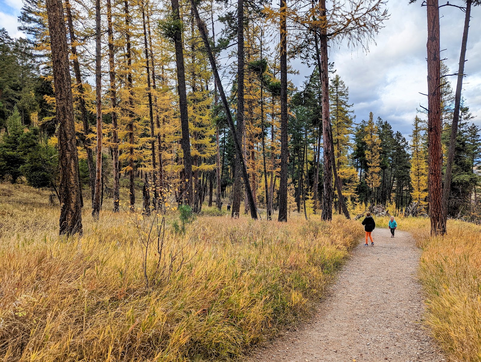 Gravel trail winding through a golden pine and aspen forest near Whitefish, Montana — perfect for family horseback riding
