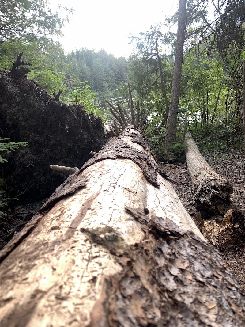 Fallen log foreground along Johns Lake in Glacier National Park, with forested shoreline and calm waters.