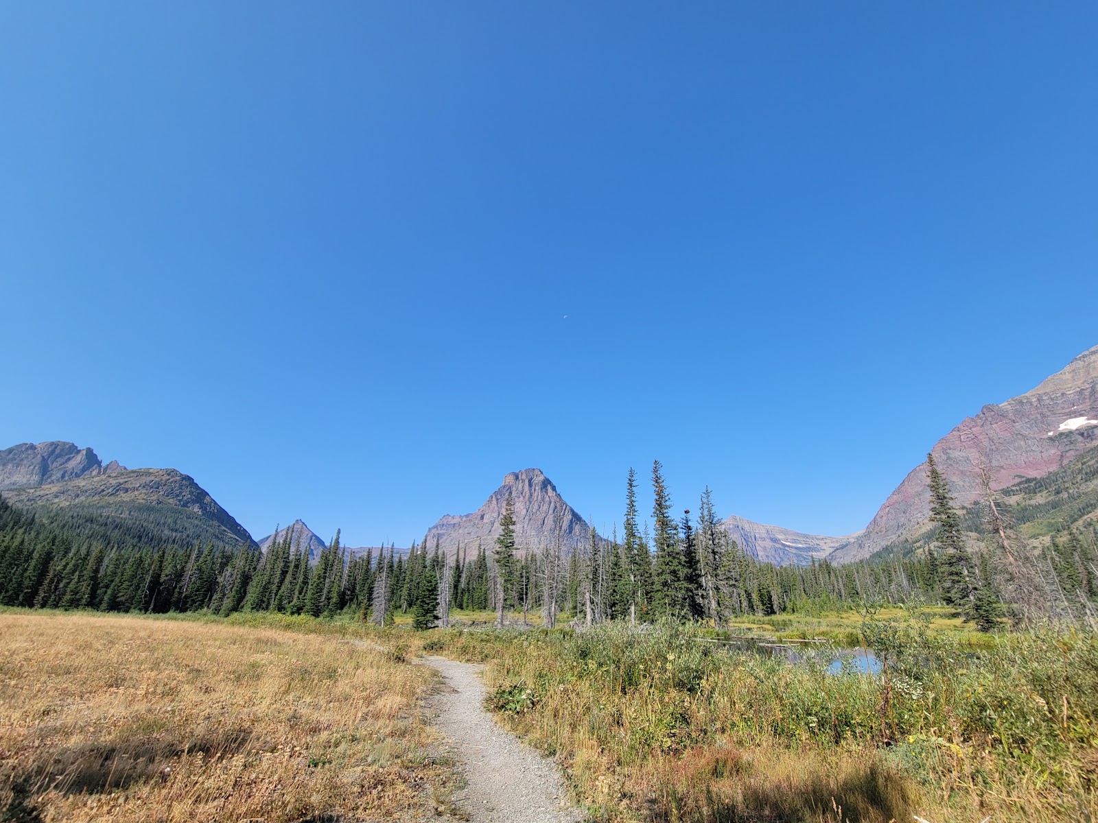 Gravel trail through a golden meadow winds toward evergreen trees and rugged peaks under a clear blue sky in Glacier National Park.