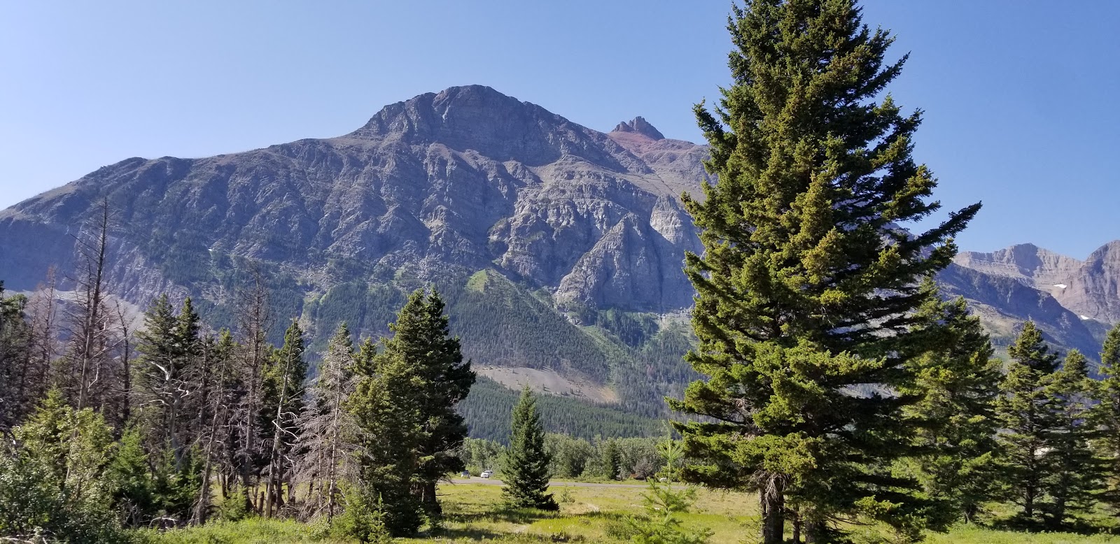 Glacier National Park scene with rugged mountain range, green pines, and a grassy meadow under a clear blue sky.