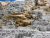 Liberty Cap
