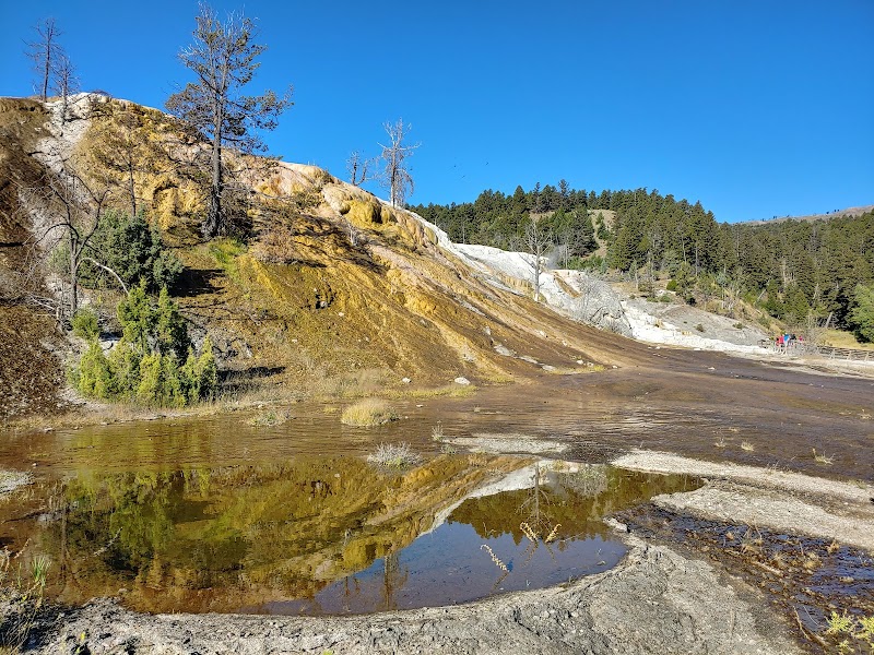 Colorful mineral hillside with yellow ochre slopes, bare trees, and a reflective geothermal pool in Yellowstone National Park.